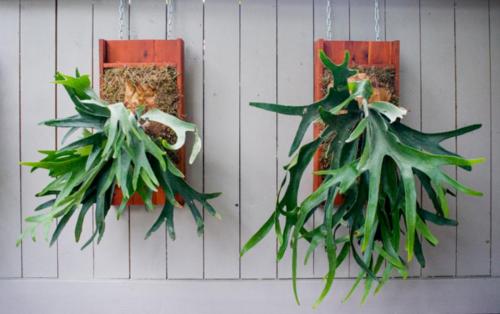 Комнатные растения приносящие в дом несчастье. Цветы в доме, которые приносят несчастье 13