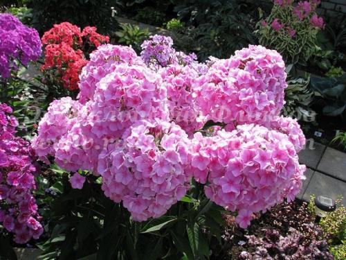 Цветник без хлопот. Красивый цветник Для ленивых из 4 многолетников украсит любой сад. Схема, описание и фото