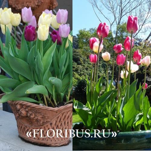 Как вырастить дома тюльпаны дома в горшке. Как посадить тюльпаны в домашних условиях? 08