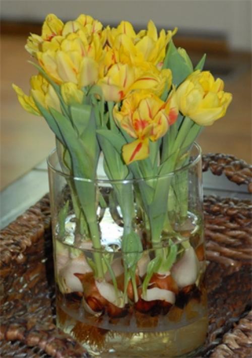 Как вырастить тюльпаны из луковиц дома. Цветущие тюльпаны круглый год. Секрет, как вырастить тюльпаны дома без использования земли