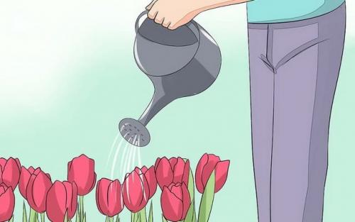 Как вырастить тюльпаны из луковиц дома. Цветущие тюльпаны круглый год. Секрет, как вырастить тюльпаны дома без использования земли 35