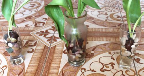 Как вырастить тюльпаны дома без земли. — Музыка