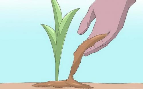 Как вырастить тюльпаны из луковиц дома. Цветущие тюльпаны круглый год. Секрет, как вырастить тюльпаны дома без использования земли 34