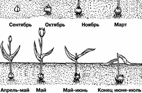 Как вырастить тюльпаны из луковиц дома. Цветущие тюльпаны круглый год. Секрет, как вырастить тюльпаны дома без использования земли 29