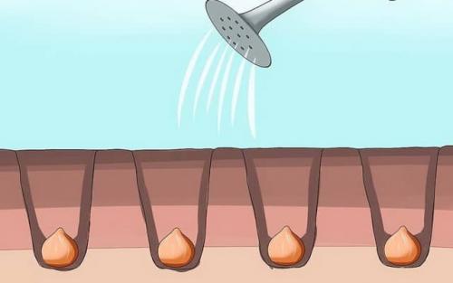 Как вырастить тюльпаны из луковиц дома. Цветущие тюльпаны круглый год. Секрет, как вырастить тюльпаны дома без использования земли 33