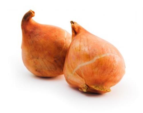 Как вырастить тюльпаны дома в вазе. Как вырастить тюльпаны дома в любое время года с помощью стеклянных шариков и воды?