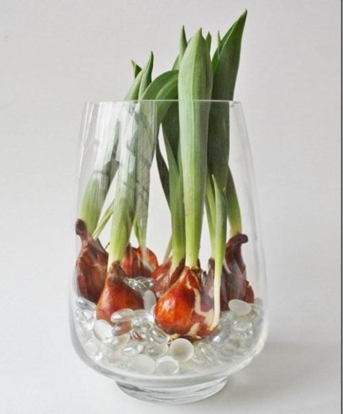 Как вырастить тюльпаны из луковиц дома. Цветущие тюльпаны круглый год. Секрет, как вырастить тюльпаны дома без использования земли