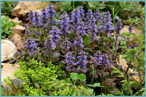 Неприхотливые цветы растущие в тени. Многолетние тенелюбивые и теневыносливые растения для сада