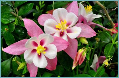 Неприхотливые цветы растущие в тени. Многолетние тенелюбивые и теневыносливые растения для сада