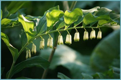 Неприхотливые цветы растущие в тени. Многолетние тенелюбивые и теневыносливые растения для сада