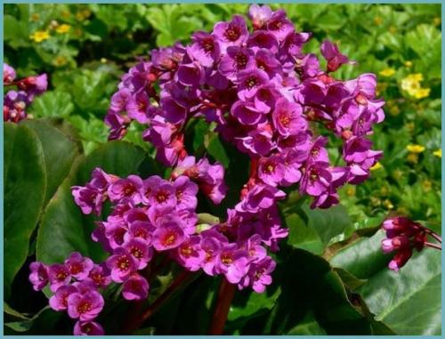 Неприхотливые цветы растущие в тени. Многолетние тенелюбивые и теневыносливые растения для сада