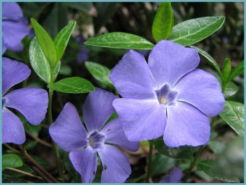 Неприхотливые цветы растущие в тени. Многолетние тенелюбивые и теневыносливые растения для сада