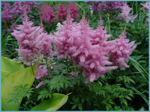 Неприхотливые цветы растущие в тени. Многолетние тенелюбивые и теневыносливые растения для сада