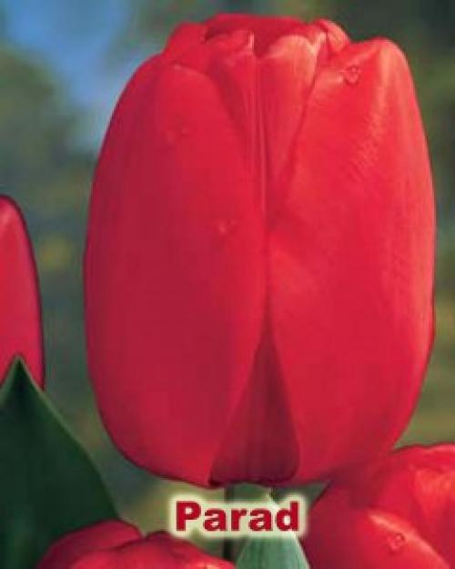 Как вырастить тюльпаны дома в горшке. Как посадить тюльпаны в домашних условиях?