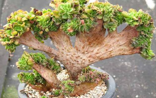 Как обустроить балкон. Красивый балкон своими руками.