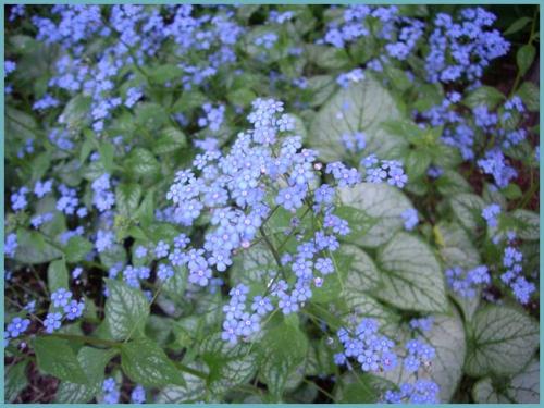 Неприхотливые цветы растущие в тени. Многолетние тенелюбивые и теневыносливые растения для сада