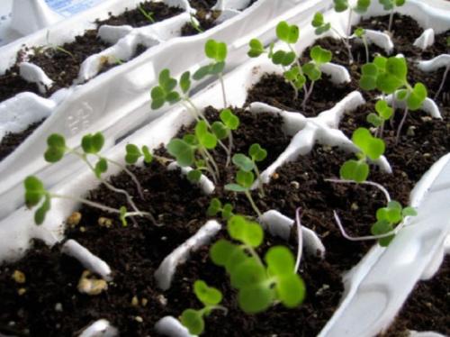 Что можно сделать из коробки из под яиц для кукол. Оригинальные поделки, которые можно смастерить из обычных картонок для яиц