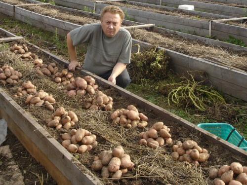 Опалубка для грядок своими руками. Как сделать ограждение для грядок своими руками 12 Опалубка для грядок своими руками. Как сделать ограждение для грядок своими руками 12