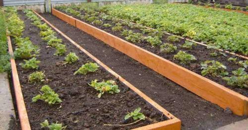 Опалубка для грядок своими руками. Как сделать ограждение для грядок своими руками 15 Опалубка для грядок своими руками. Как сделать ограждение для грядок своими руками 15