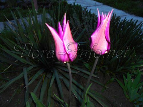 Можно ли выращивать тюльпаны в горшке дома. Можно ли посадить и вырастить тюльпаны на окне квартиры в горшке? 06