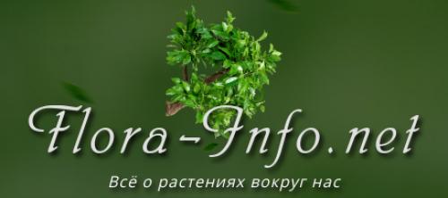Чем подкормить тюльпаны в домашних условиях. Тюльпаны – особенности выращивания, весенняя подкормка