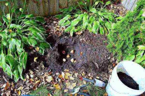 Тюльпаны в контейнерах. Отцвели в саду тюльпаны: уход после цветения, удобрения