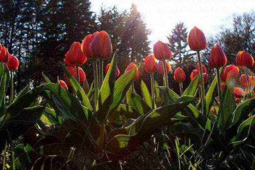 Тюльпаны в контейнерах. Отцвели в саду тюльпаны: уход после цветения, удобрения