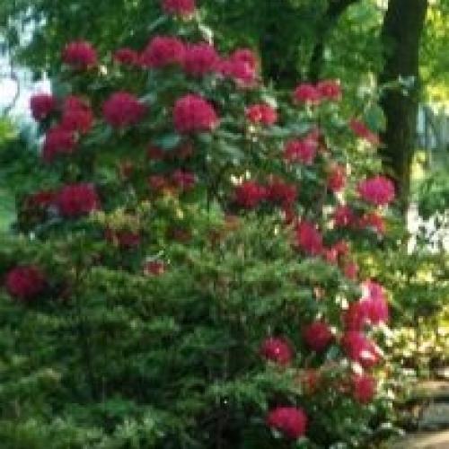 Какие растения любят тень и растут под деревьями. Что можно посадить в тени сада