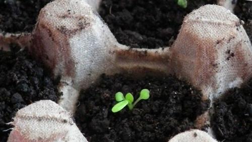 Как использовать ячейки из-под яиц в огороде. Полезное применение бумажных лотков для яиц в огороде