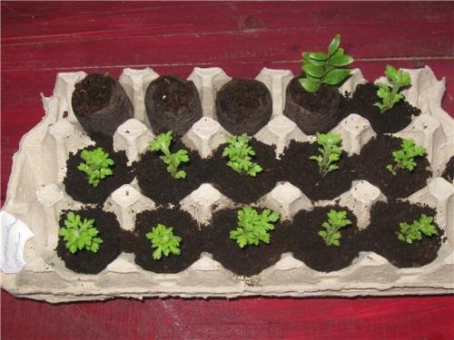 Как использовать ячейки из-под яиц в огороде. Полезное применение бумажных лотков для яиц в огороде