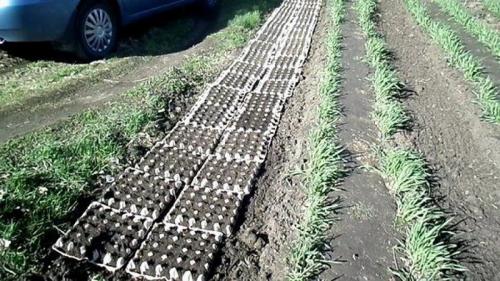 Поделки из упаковок от яиц. Handmade поделки из упаковок для яиц 24 Поделки из упаковок от яиц. Handmade поделки из упаковок для яиц 24