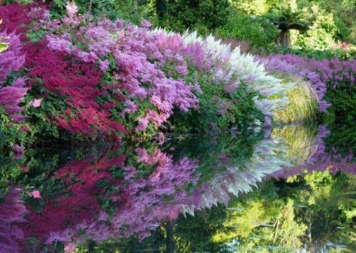 Растения растущие в тени дома. Цветы и декоративные растения в тени 02