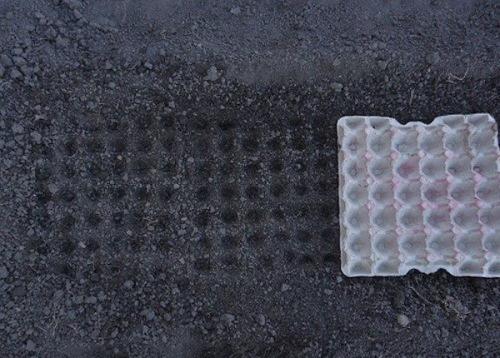 Как использовать ячейки из-под яиц в огороде. Полезное применение бумажных лотков для яиц в огороде