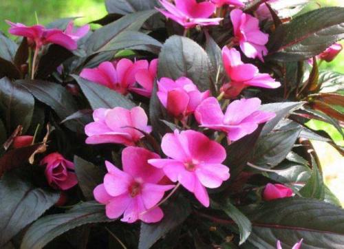 Растения растущие в тени дома. Цветы и декоративные растения в тени 04