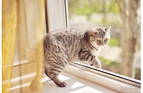 Форточки в окнах делают вверху для того, чтоб. 7 причин для приобретения окна с форточкой