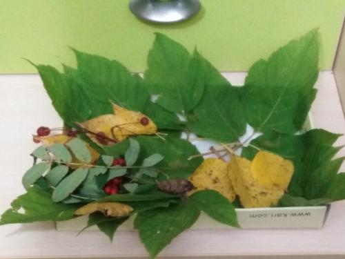 Из чего сделать мордочку для ежика. Забавные животные из природных материалов. Наша поделка в детский сад Запасливый ежик