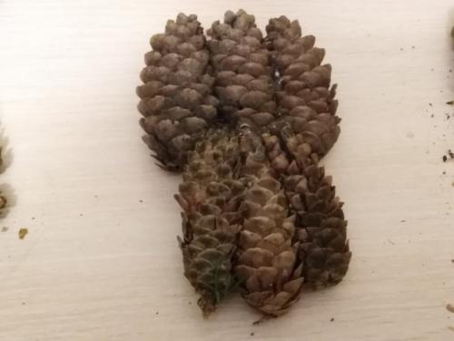 Из чего сделать мордочку для ежика. Забавные животные из природных материалов. Наша поделка в детский сад Запасливый ежик