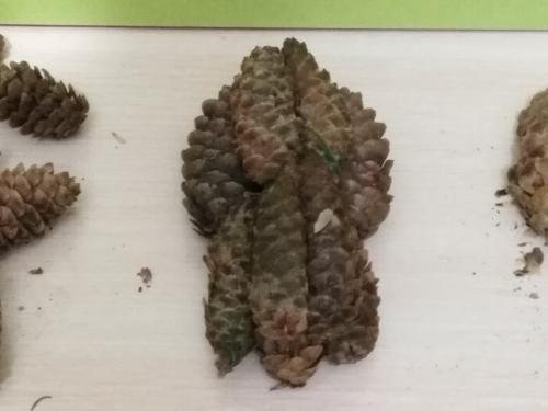 Из чего сделать мордочку для ежика. Забавные животные из природных материалов. Наша поделка в детский сад Запасливый ежик