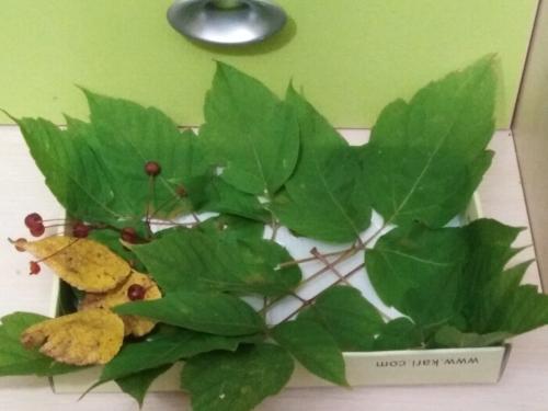 Из чего сделать мордочку для ежика. Забавные животные из природных материалов. Наша поделка в детский сад Запасливый ежик