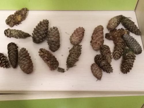 Из чего сделать мордочку для ежика. Забавные животные из природных материалов. Наша поделка в детский сад Запасливый ежик