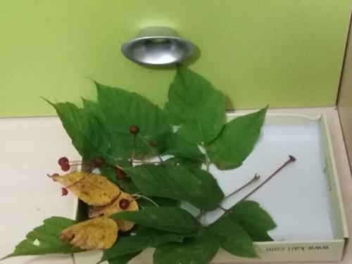 Из чего сделать мордочку для ежика. Забавные животные из природных материалов. Наша поделка в детский сад Запасливый ежик