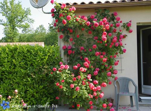 Красивый сад возле дома. Создаем красивый двор при помощи цветочных композиций