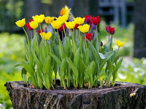 Красивый сад возле дома. Создаем красивый двор при помощи цветочных композиций