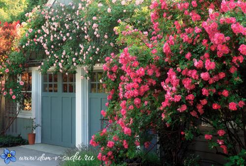 Красивый сад возле дома. Создаем красивый двор при помощи цветочных композиций
