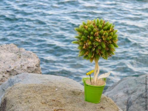 Топиарий из фисташковой скорлупы.