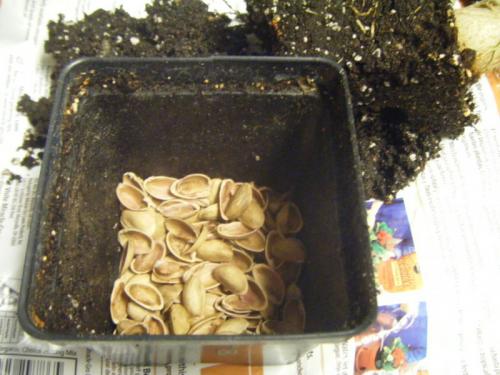 Поделки своими руками из фисташек. Декор для дома своими руками 02 Поделки своими руками из фисташек. Декор для дома своими руками 02