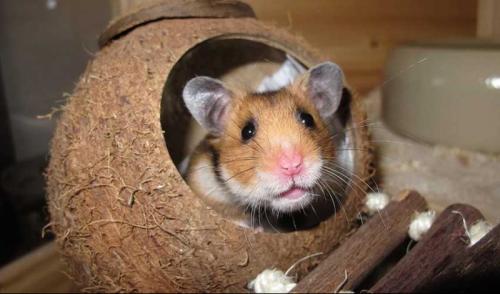 Домик для хомяка из пластиковых бутылок. Как сделать домик для хомяка своими руками — читаем суть