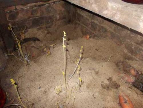 Как обработать погреб медным купоросом. Способы обработки погребов 02