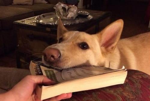 Хранить ли. Чего боятся книги и как их правильно хранить