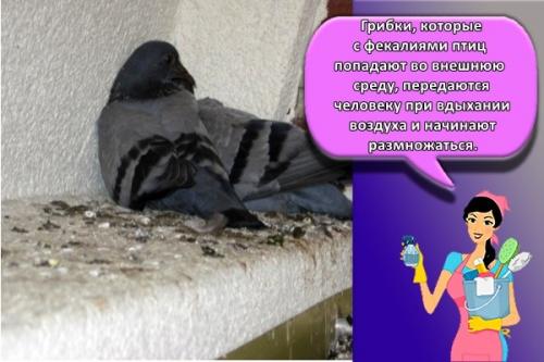 Чем отравить голубей на балконе. Как можно избавиться от голубей в домашних условиях, топ 30 лучших средств